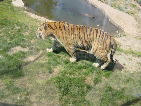 SELWO TIGER 600x450