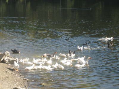 LAGO LAS TORTUGAS WILDLIFE