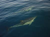 DOLPHIN 200X150