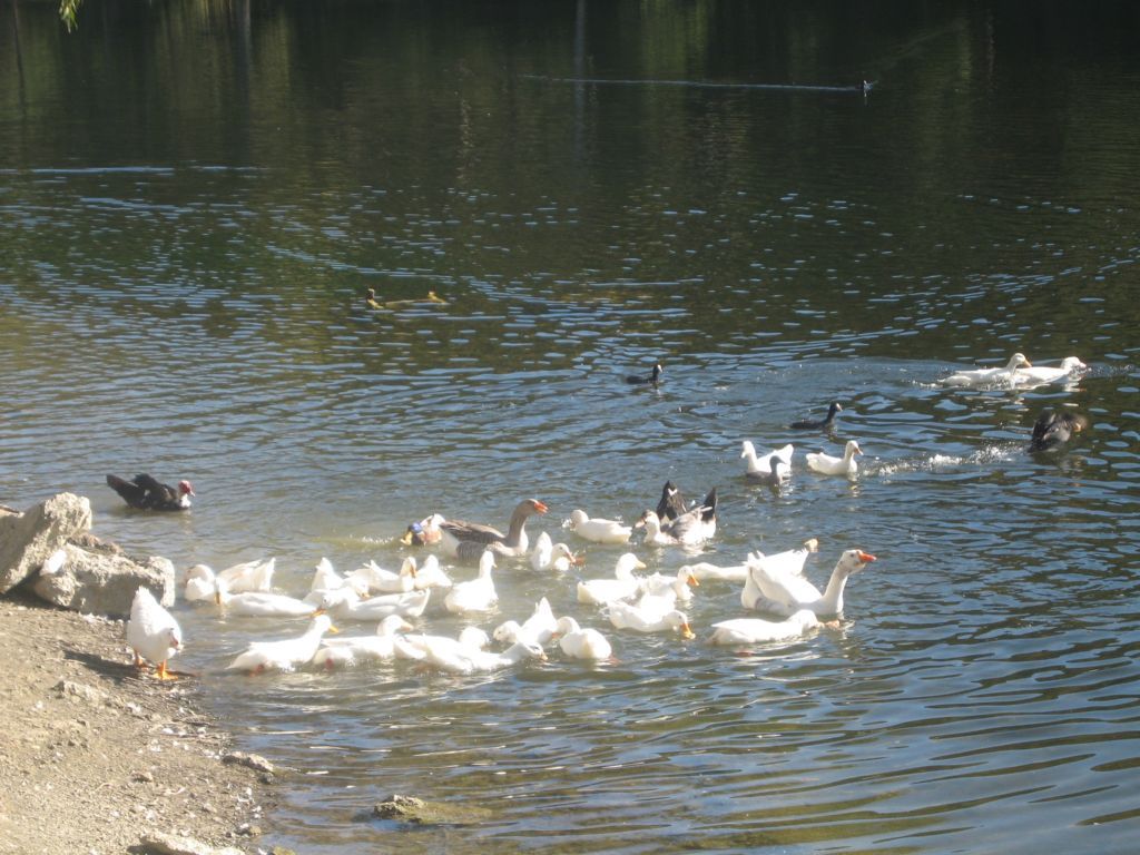 LAGO LAS TORTUGAS WEBSHOT 3