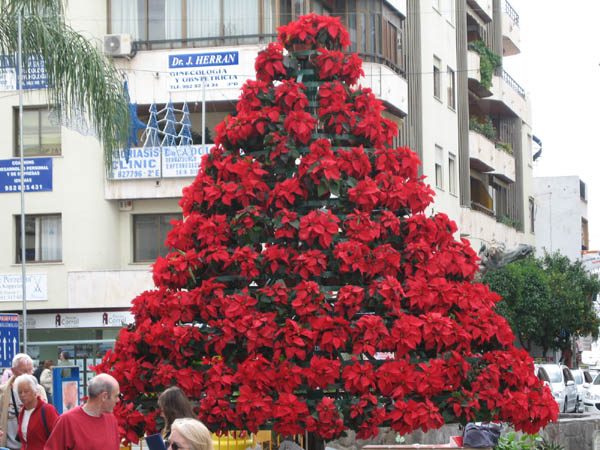 POINSETTIA 600X400